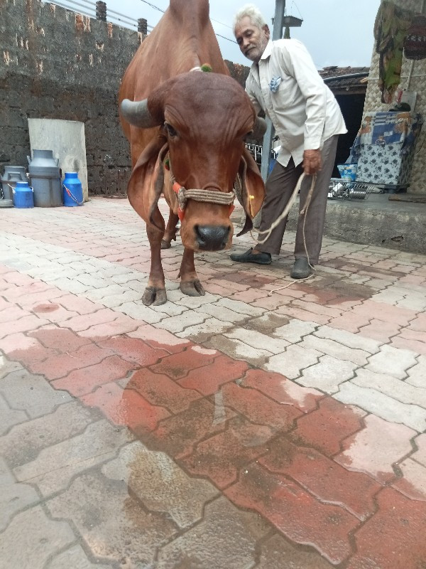 ગાય વેચવાની છે