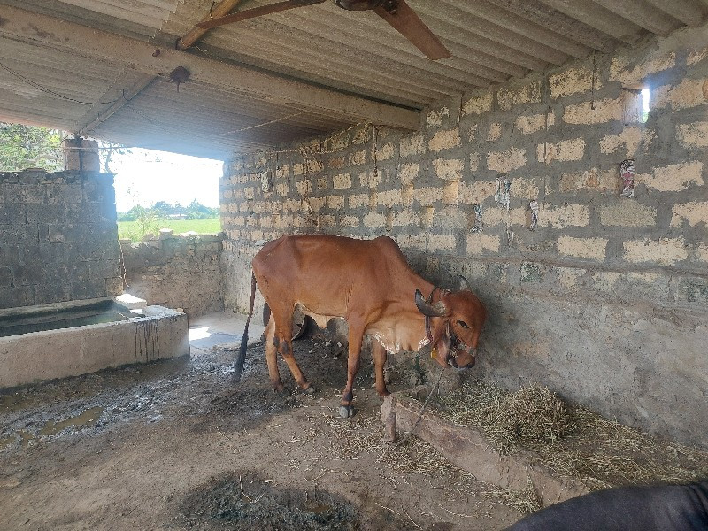 વાશડી વેચવાની છ...