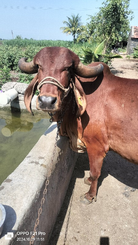 ગાય