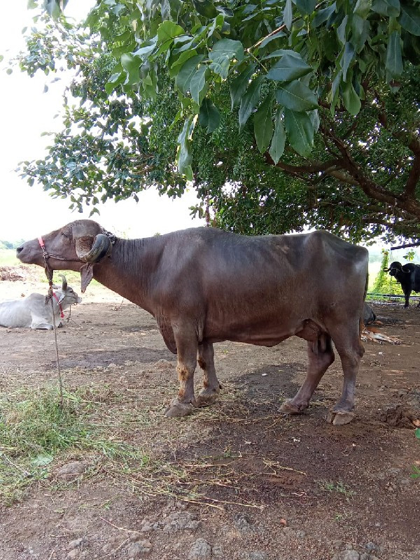 ભેંસ વેચવાની છે