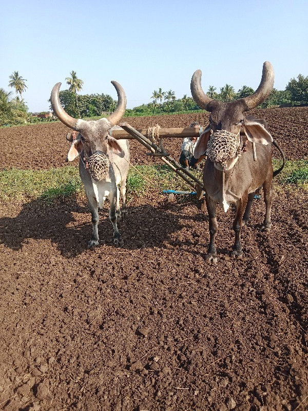 બડદ