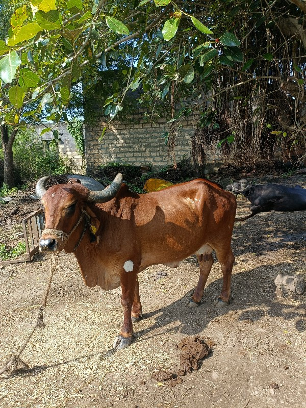 ભેંસ સાથે સાટા...