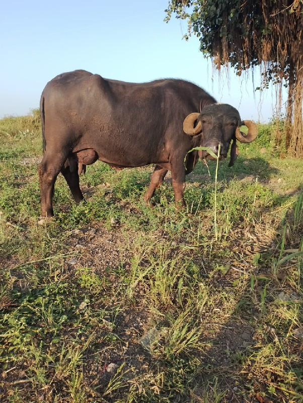 બે ભેસુ વેચવાની...