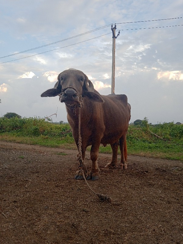 ભેસ. વેચવા નીસે...