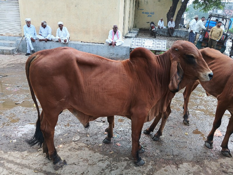 ખુટિયો  વેચવા ન...