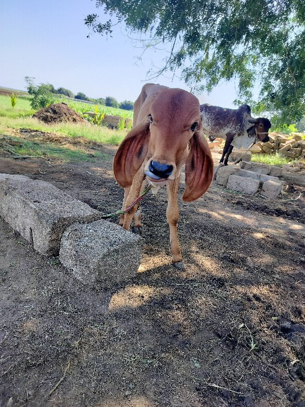 ગાય વેંચવાની છે