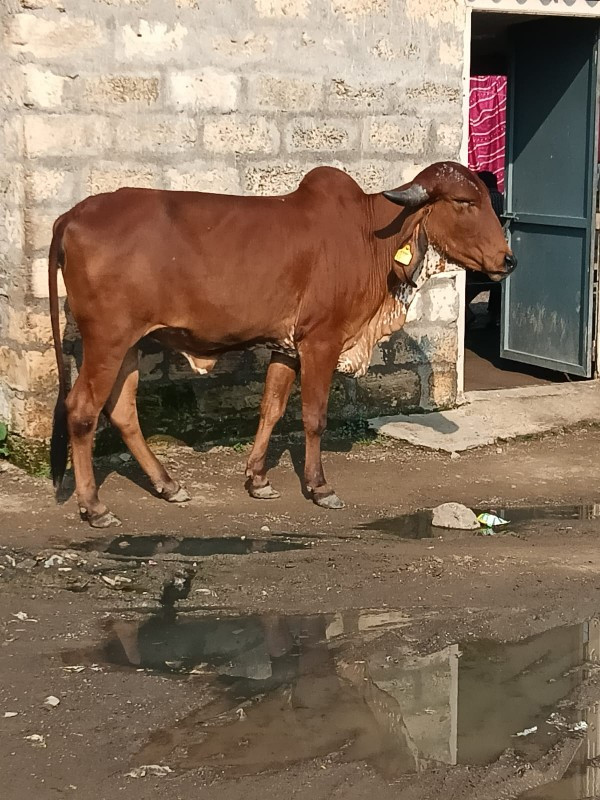 ઓરીજનલ ગીર ગાય...