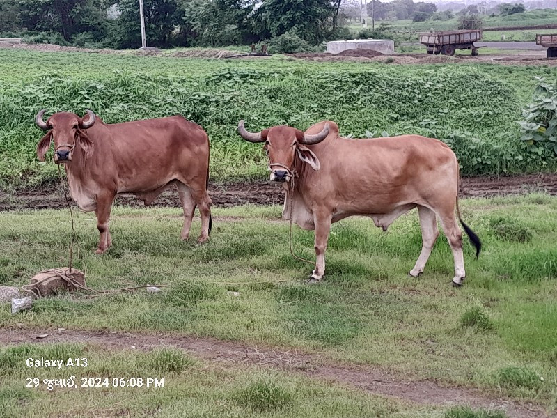 બળદ  વેચવા છે