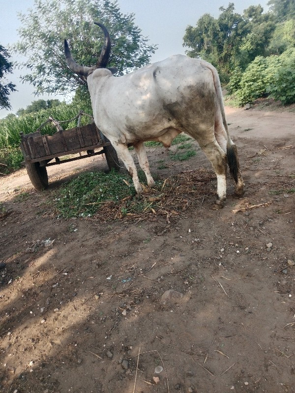 વાછડો વેચવાનો છ...