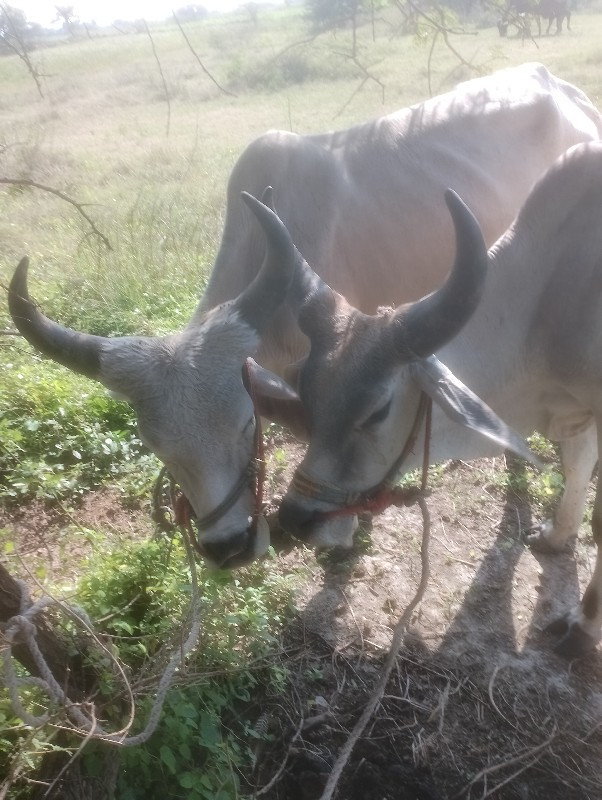 ગોઢલાવેચવાના છે