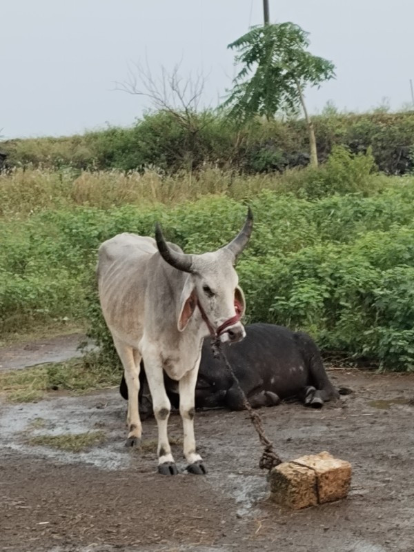 ગોંઢલા.એક.વાવેલ...