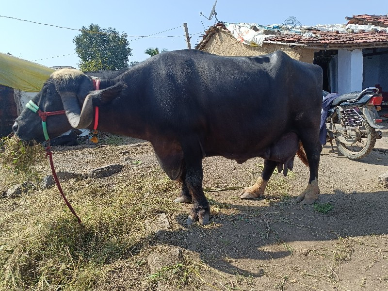 આ.ભેશ.વેશવા.ની