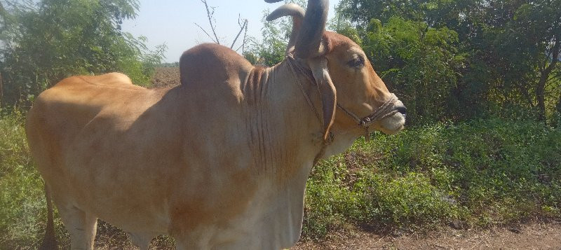 બળદ વેશવાના છે...