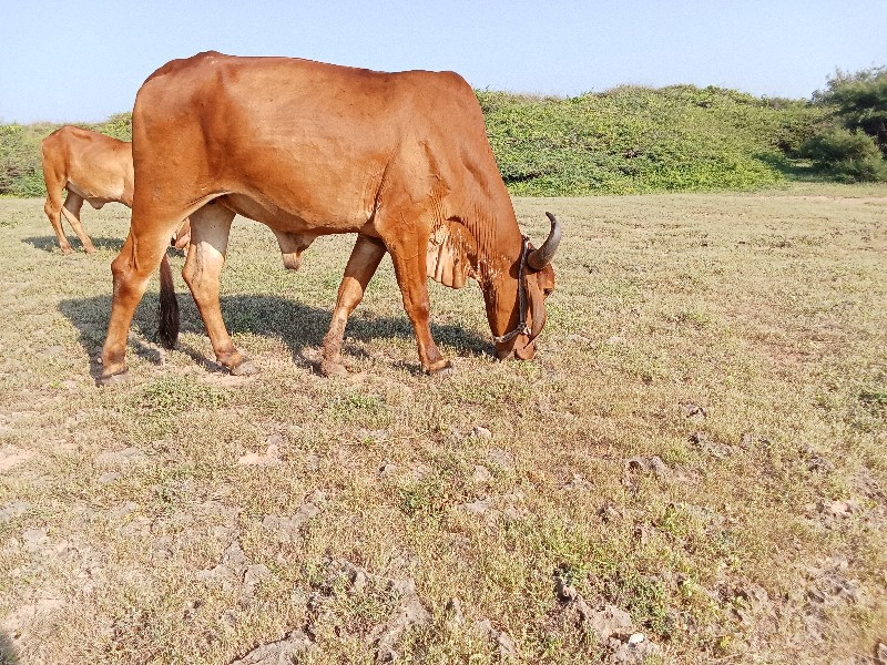 બળદ વેચવાનો છે