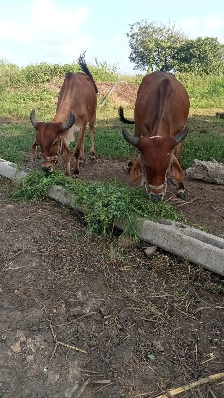 ગોધલા વેસવાનાસે