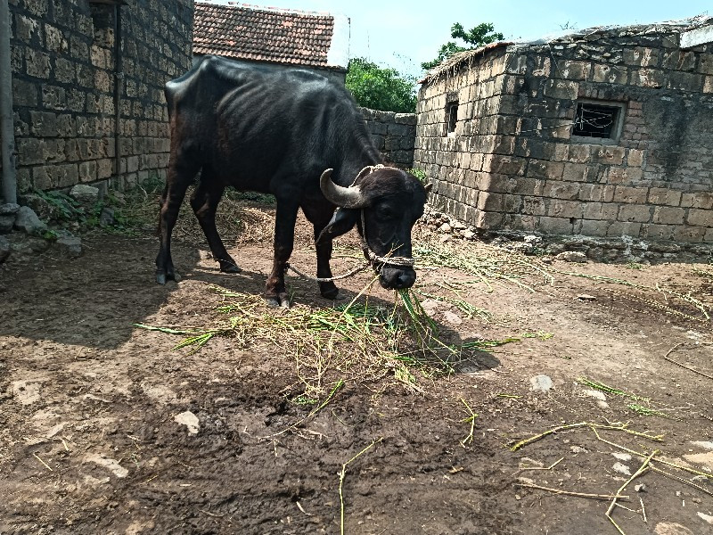 ખડેલી વેચવાની છ...