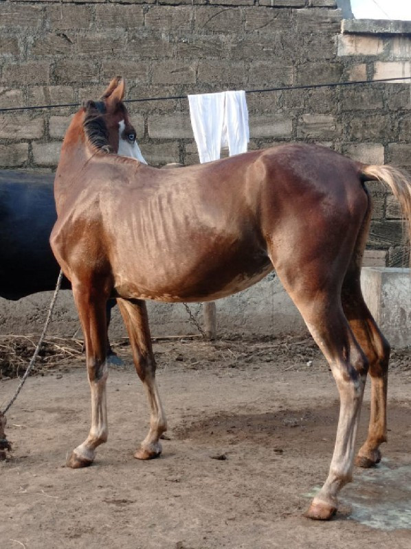 સાટુ કરવાનું છે