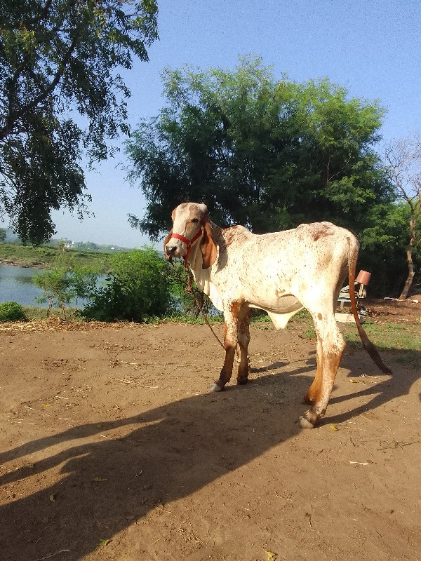 વાછડી વેચવાની છ...