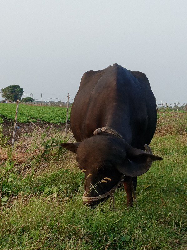 ભેંસ વેસવાની સે