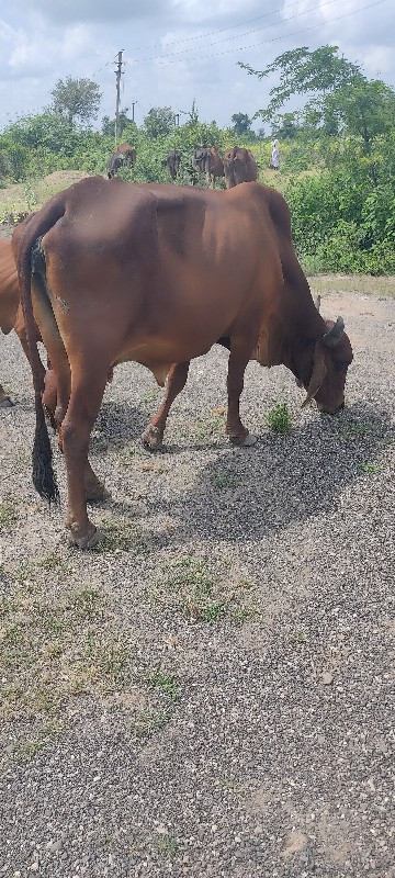 ગાય