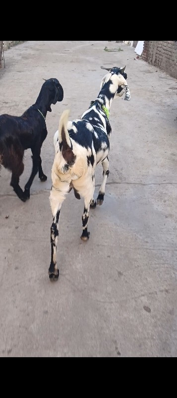 Gujri bakri