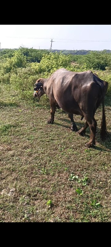 ગાડી અને ભેંસ વ...