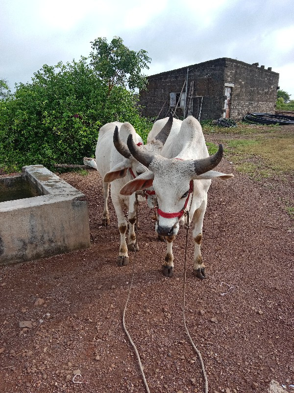 ગોઢલા વેચવાના છ...