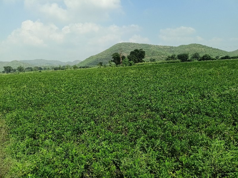 ચરોલું માંડવી ન...