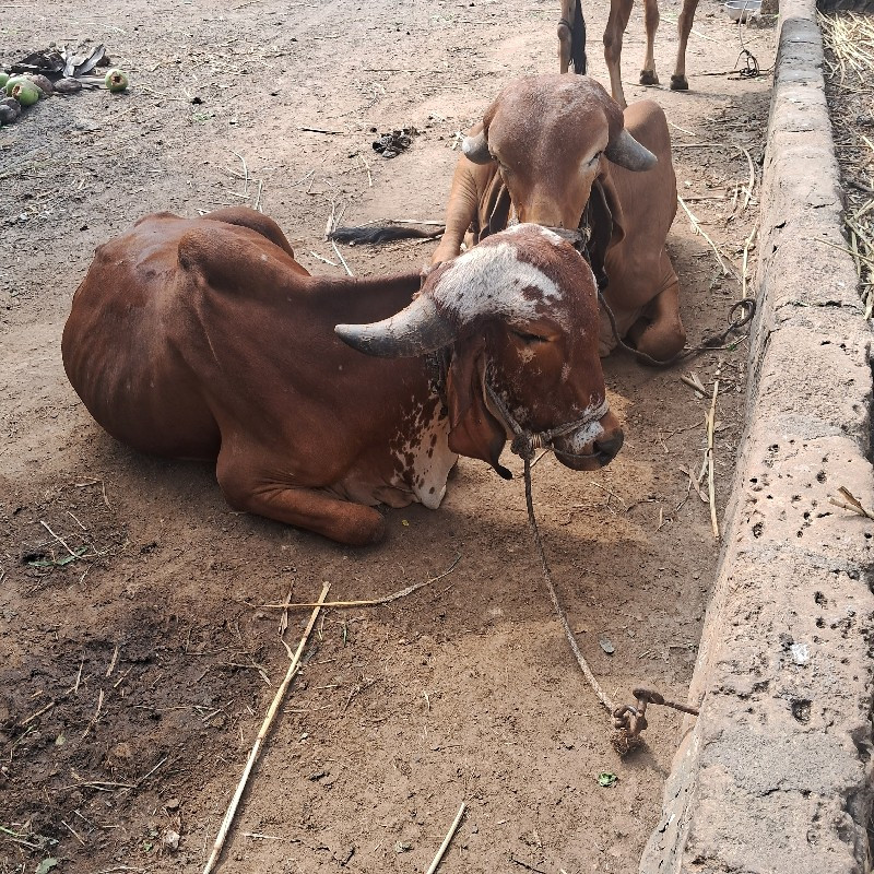 બળધ વેચવા ના છે