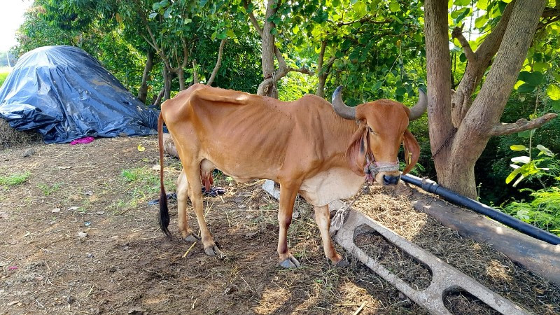 ગાય.  વેચવાની....