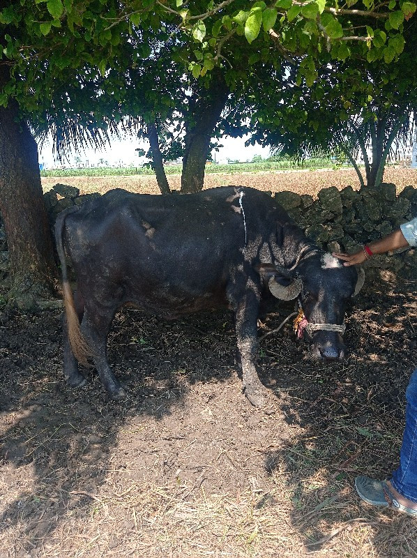 ભેંસ વેચવાની છે