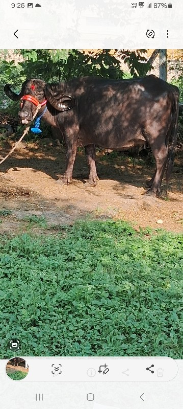 ભેંસ વેચવાની છે...