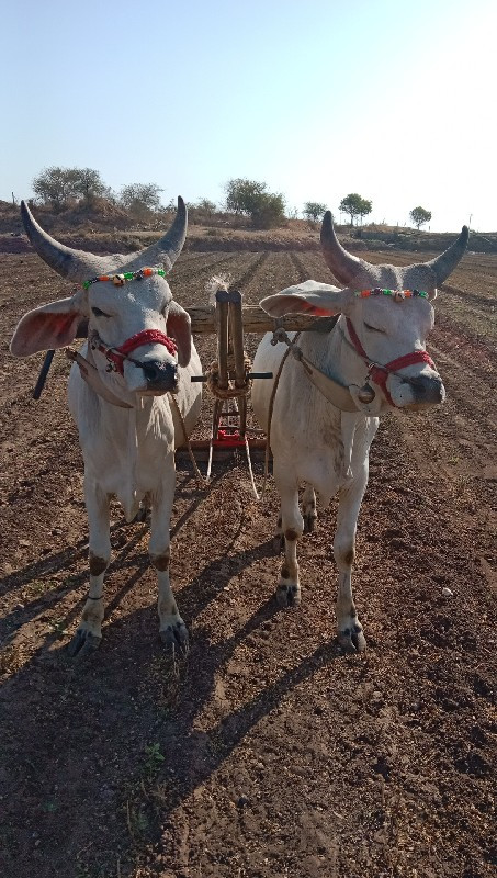 ગોઢલા વેચવાના છ...