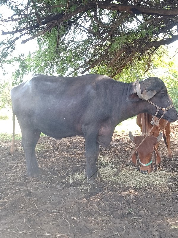 વેસવાનીસે