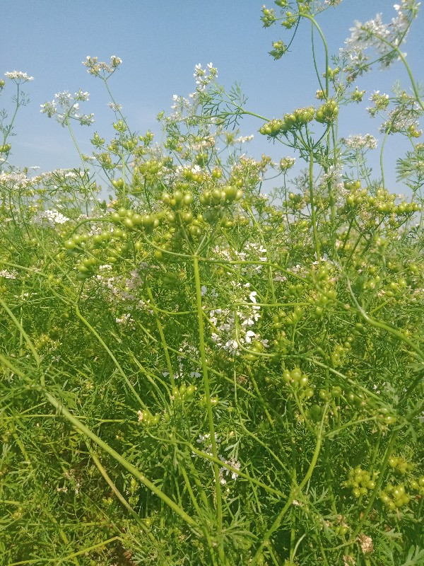 ખેતીનીજમીનવેચવી...