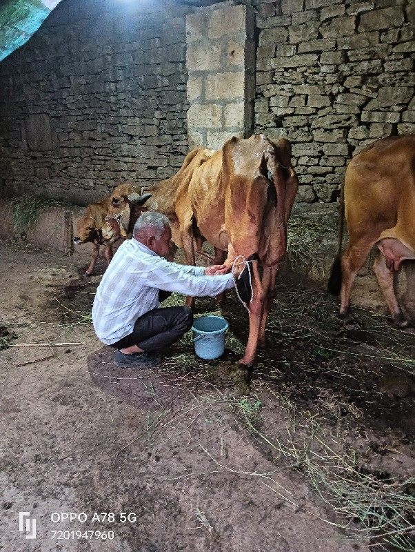 ગાય વેચવાની છે