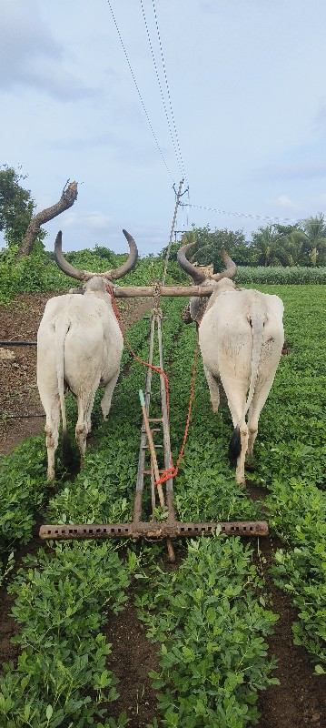 બળદ વેચવાના છે