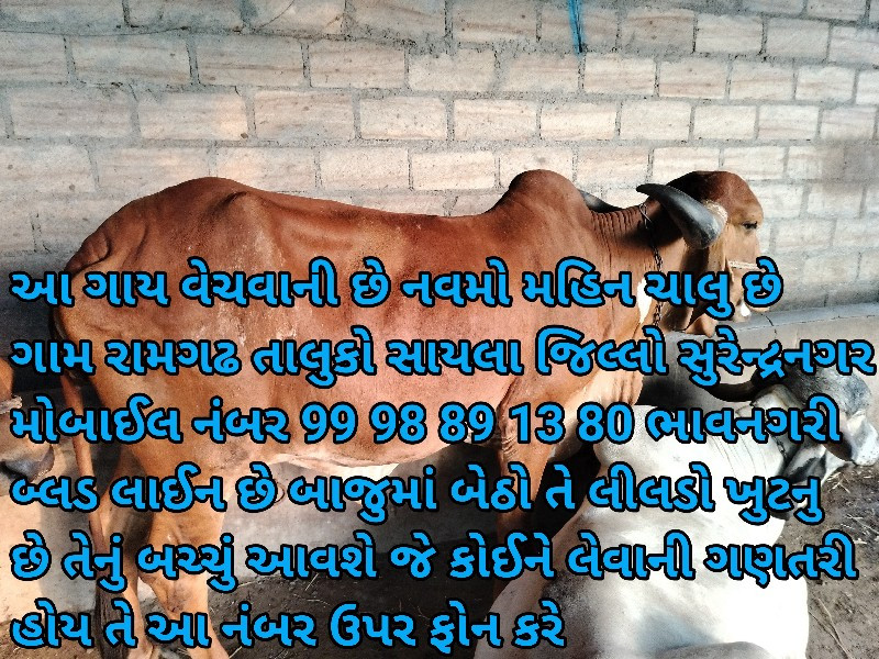 આ ગીર ગાય વેચવા...