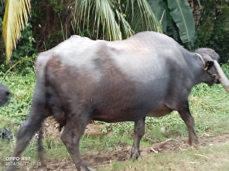 ભેંસ વેચવાની છે