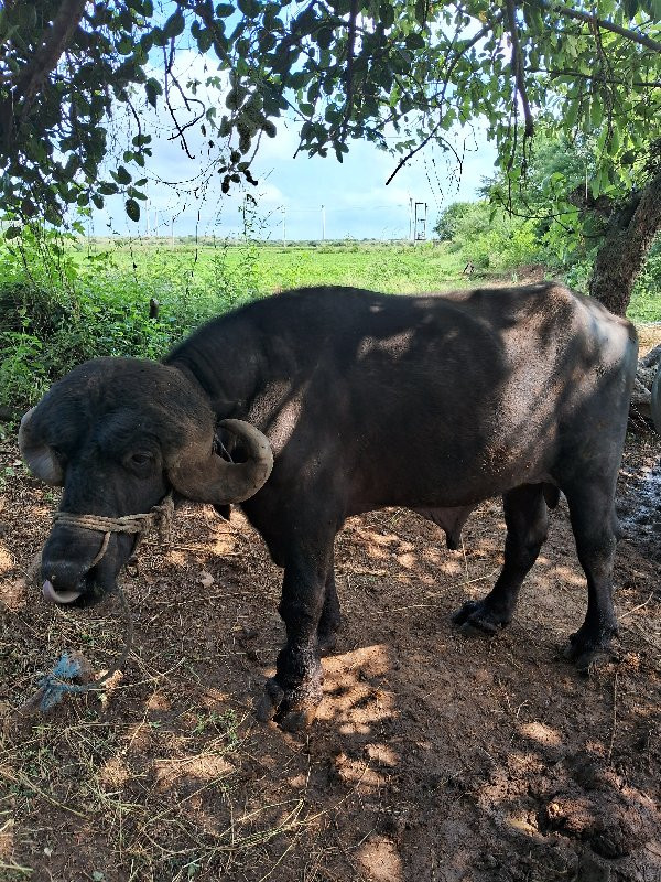 પાડો   વેસવાનોસ...