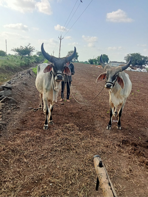 આ ગોઢલા વેચવા ન...