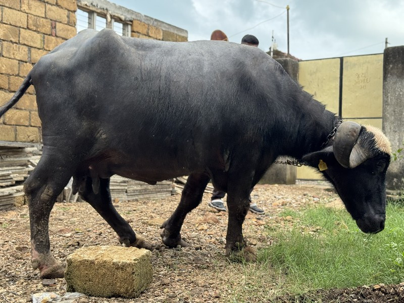 10 દિવસ ની કાસિ