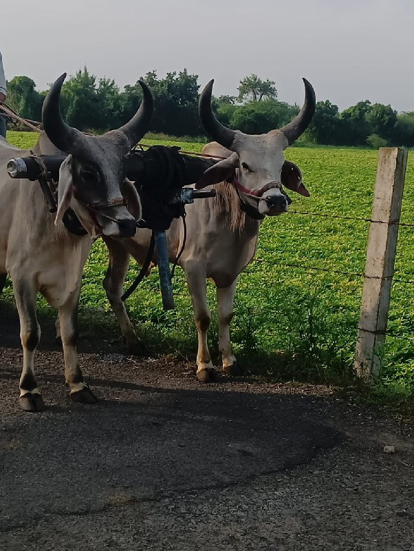 ગોઠલાવેસવાનાસે