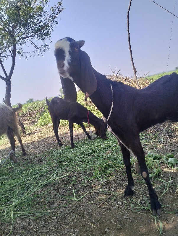 બગસરા