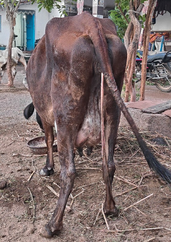 ગાય