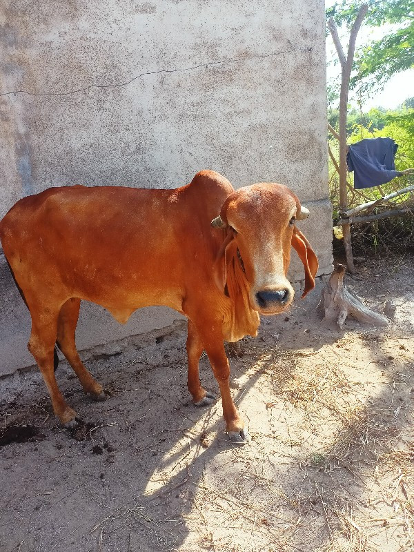 ગાયવેશવાનીછે