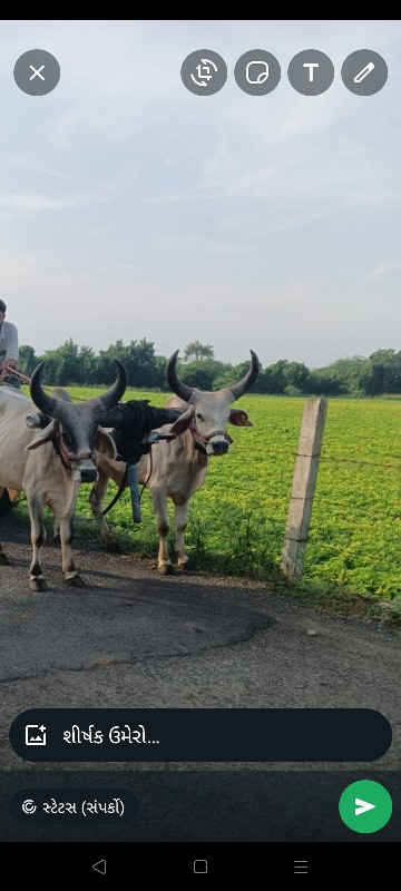 ગોઠલાવેસવાનાસે