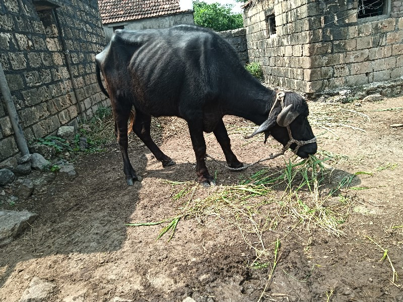 ખડેલી વેચવાની છ...