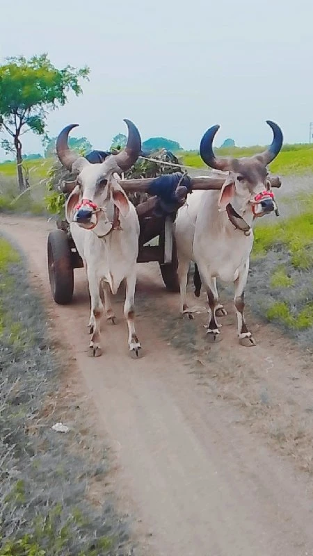 માંડોદરા ગામ મા...