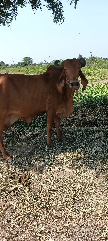 આ ગાય વેચવાની છ...